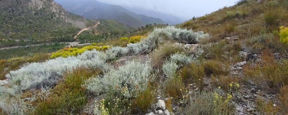 New species of daisies discovered with refined DNA technology