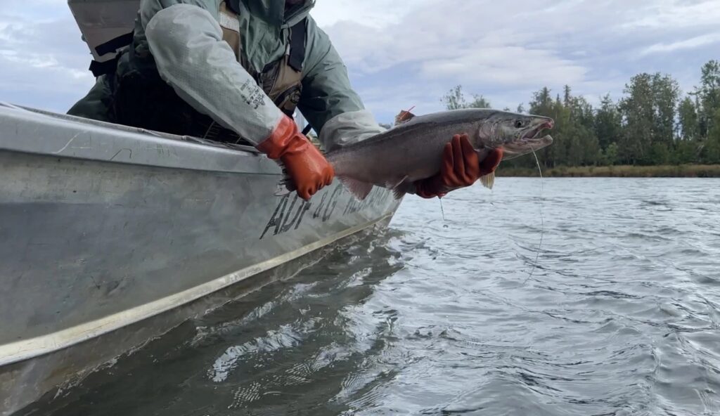 The multi-agency effort tracks coho salmon using radio technology